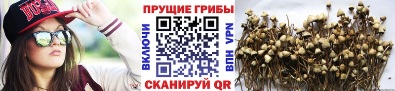 Купить  Беслан  Галлюциногенные грибы ЛСД 